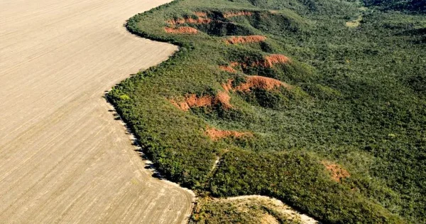 Os alertas de desmatamento na Amazônia caíram 51,1% de agosto de 2023 a junho de 2024 em comparação com os 11 meses anteriores. Esta foi a maior queda desde 2016. Ainda assim, o desmate atingiu 3.644 km². Em contrapartida, a destruição ambiental no Cerrado cresceu 14,6% no mesmo período, atingindo 6.571 km² de devastação. Os números divulgados nesta quarta-feira (3/7), pelos Ministérios do Meio Ambiente e da Ciência e Tecnologia foram coletados pelo Deter, do Instituto Nacional de Pesquisas Espaciais (Inpe).