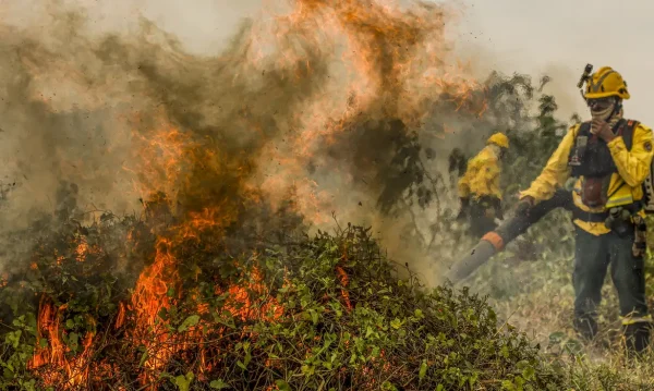 Nas últimas 24 horas o fogo no Pantanal consumiu mais de 100 mil hectares, alcançando 8,7% do bioma, que já ultrapassa 1,3 milhão de hectares de área atingida pelas queimadas desde o início de 2024, segundo dados o Laboratório de Aplicações de Satélites Ambientais da Universidade Federal do Rio de Janeiro (Lasa-UFRJ).