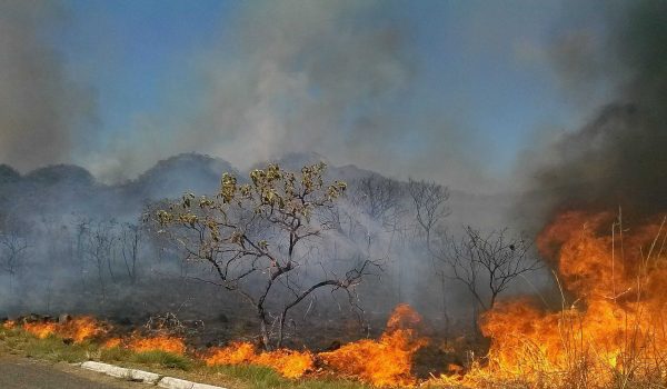 Das 27 unidades federativas, Goiás e 15 estados, além do Distrito Federal, estão sofrendo com a seca nos últimos três meses, tendo registrado neste ano a maior seca histórica por falta de chuva em quatro décadas. Na lista estão Acre, Amazonas, Bahia, Espírito Santo, Maranhão, Mato Grosso, Mato Grosso do Sul, Minas Gerais, Pará, Paraná, Piauí, Rio de Janeiro, Rondônia, Rio de Janeiro e São Paulo.