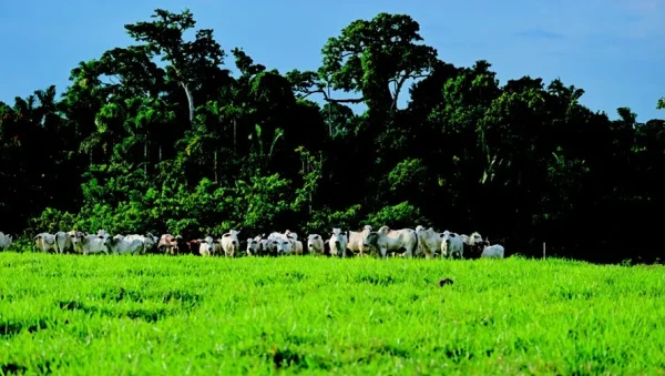 O estado de Goiás está elaborando uma frente de trabalho para atender às metas do Plano de Adaptação e Baixa Emissão de Carbono na Agropecuária (ABC+). Este plano, que faz parte de uma iniciativa nacional do governo federal, visa reduzir as emissões de gases de efeito estufa e adaptar as práticas agropecuárias às novas condições climáticas.