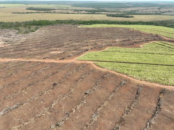 A Operação Mata Atlântica em Pé, realizada em Goiás, aplicou R$ 699.012 em multas referentes à supressão de vegetação em territórios de Rio Quente, Cristalina e Corumbaíba.