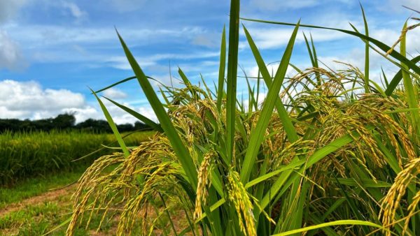 A diversificação de culturas é um dos segredos do sucesso agropecuário de Goiás, que se destaca por resultados positivos na produção de itens atípicos da região, como o trigo.