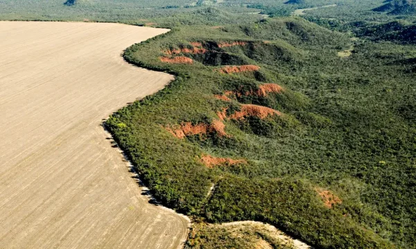 O desmatamento no Cerrado gerou a emissão de mais de 135 milhões de toneladas de CO2, de janeiro de 2023 a julho de 2024. O volume que corresponde a 1,5 vezes o total produzido pela indústria brasileira a cada ano.