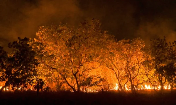 “Já vi situações extremas, mas eu nunca tinha visto nada tão forte quanto agora”. A frase de Francisco Wataru Sakaguchi, agricultor de Tomé-Açu, no nordeste da Amazônia paraense